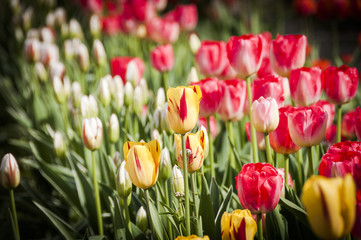 Basel, Tulpe, Tulpenfeld, Tulpen, pink, Tulpenstrauss, Gartenarbeit, Blumenhändler, Frühlingsblume, Zwiebelblume, Frühling, Schweiz