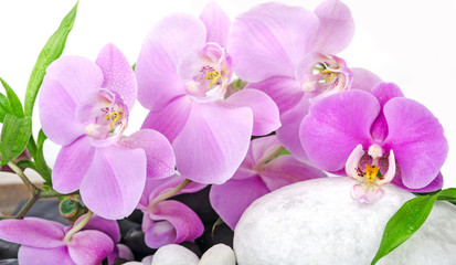 Wellness: Orchids, stones and bamboo :)