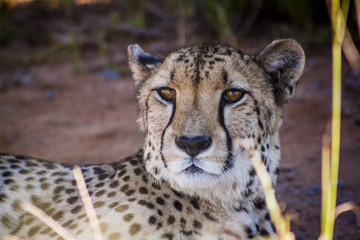 Cheetah in africa