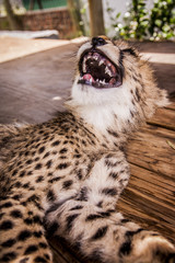Cheetah in africa