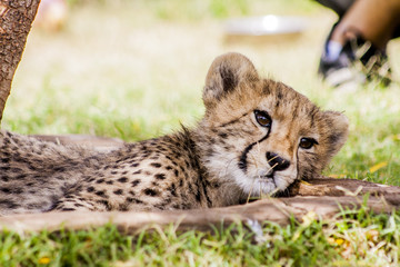 Obraz na płótnie Canvas Cheetah in africa