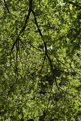 spring time, green leaves on a tree, closeup