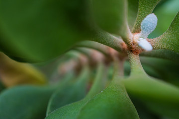 macro detail of a tropical plant with green leafs between light and shadow