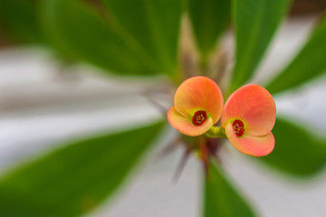 macro detail of a tropical cactus with little colorful flowers in a greenhouse (euphorbia milii...