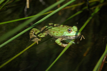 Grenouille verte sur ajoncs au printemps