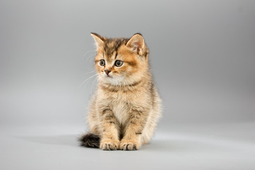 Little cute funny kittens on a gray background