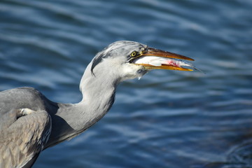 repas du heron