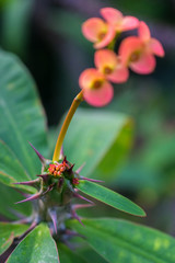 macro detail of a tropical cactus with little colorful flowers in a greenhouse (euphorbia milii variegata bosseri)