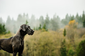 Great Dane dog standing by foggy forest - obrazy, fototapety, plakaty