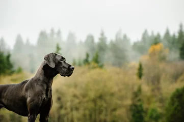 Papier Peint photo Chien Great Dane dog standing by foggy forest