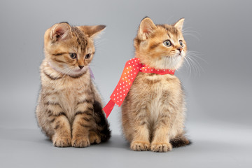 Little cute funny kittens on a gray background