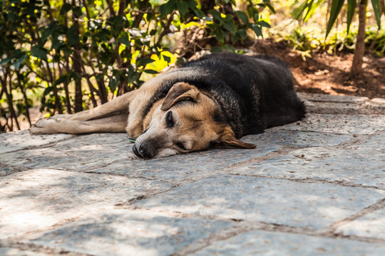 Sleeping dog outdoors in the shade