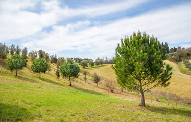 Fototapeta na wymiar green pine trees in tuscany, italy