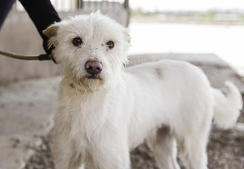 Hound dog vegetation