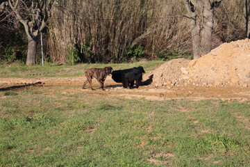 chiens qui jouent dans nature cane corso
