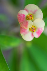 macro detail of a tropical cactus with little colorful flowers in a greenhouse (euphorbia milii...