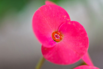 macro detail of a tropical cactus with little colorful flowers in a greenhouse (euphorbia milii...
