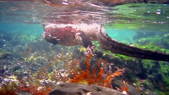 A male Marine Iguana (Amblyrhynchus cristatus) Swimming in the Galapagos Islands (Isabela Island). Underwater film of marine iguana swimming along shore of volcanic island in the Pacific Ocean.
