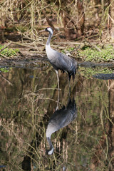 Fototapeta premium Airone cenerino (Ardea Cinerea)