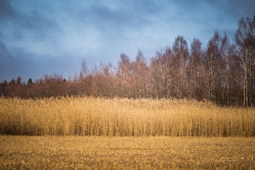 Fototapeta premium A beautiful early spring landscape with a lake