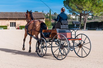 Attelage,dressage,maniabilité.