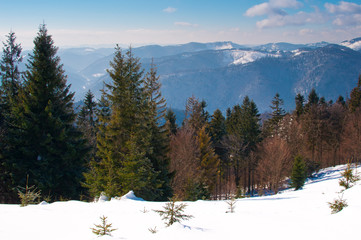 Obraz na płótnie Canvas hill covered in snow on the background of the Carpathian mountain range and a forest with high evergreen spruce and young pine trees on the foreground. Sunny winter day; several clouds in the blue sky