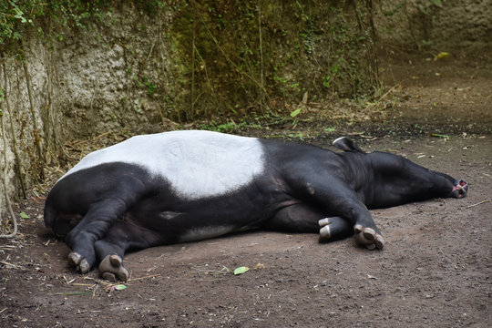 Malayan Tapir, also called Asian Tapir (Tapirus indicus)