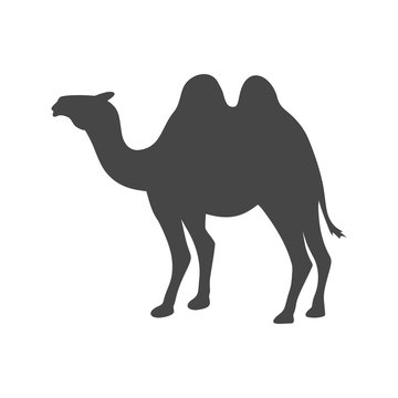 Camel silhouette vector icon - Illustration