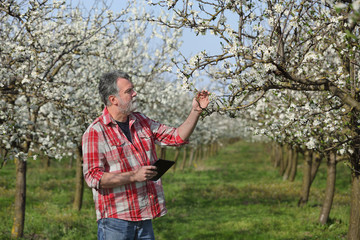 Farmer or agronomist examine blossoming plum orchard using tablet