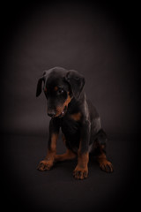 Doberman pinscher (Dobie) puppy