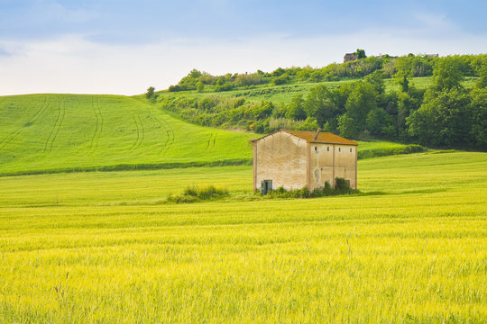 Tuscan countryside with cornfield in the foreground (Italy) - Image with copy space