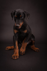 Doberman pinscher (Dobie) puppy