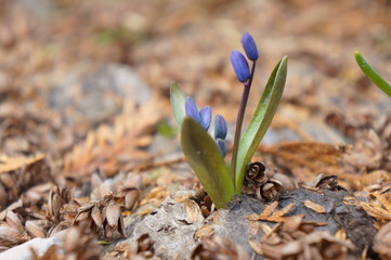 Blue snowdrop
