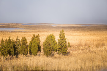A beautiful early spring landscape with juniper trees at the lake