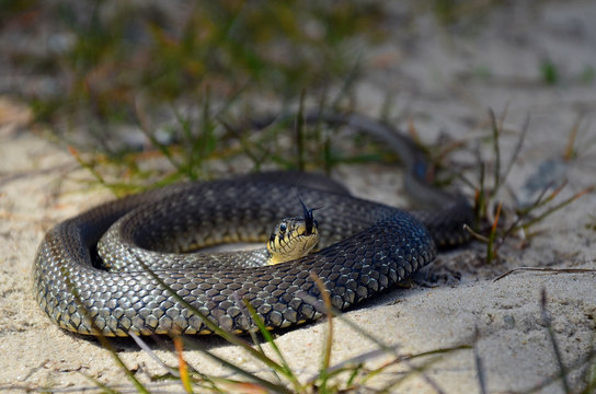 Grass snake (Natrix natrix) rolled up in a spiral on sand