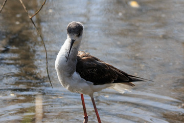 cavaliere d'Italia (Himantopus himantopus)