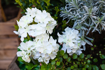 Elegant white flower decoration in spring