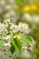 Frühling 419