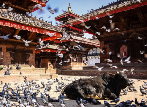 Holy cow with doves and crows, Durbar Square, Kathmandu, Nepal