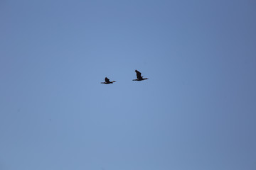 Naklejka na ściany i meble A beautiful flying cormorants on the blue sky background