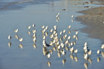 Gulls on a beach at Galveston, Texas.