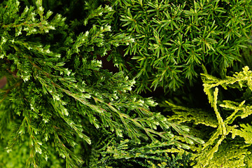 Fototapeta na wymiar Young green different conifer branches top view close up background.