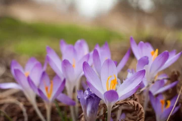 Crédence de cuisine en verre imprimé Crocus Purple crocus in spring. Blooming crocuses in the clearing. The plant on the saffron. Macro photography flowers on blur background.