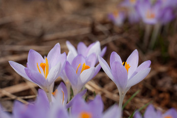 Purple crocus in spring. Blooming crocuses in the clearing. The plant on the saffron. Macro photography flowers on blur background.