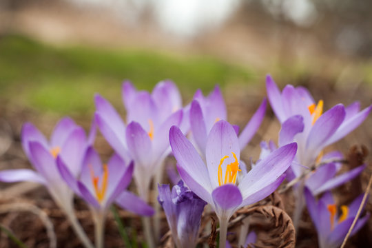 Purple crocus in spring. Blooming crocuses in the clearing. The plant on the saffron. Macro photography flowers on blur background.