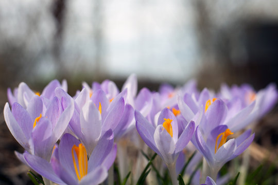Purple crocus in spring. Blooming crocuses in the clearing. The plant on the saffron. Macro photography flowers on blur background.