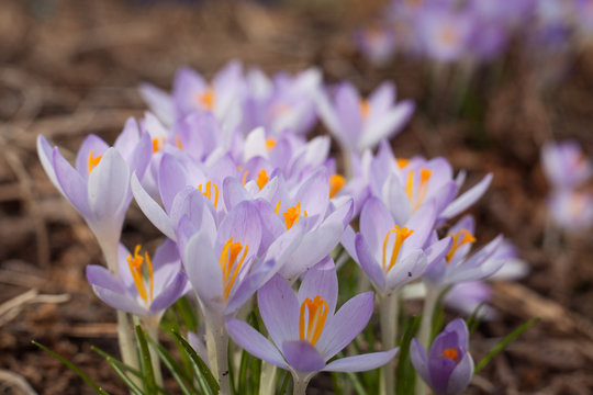 Purple crocus in spring. Blooming crocuses in the clearing. The plant on the saffron. Macro photography flowers on blur background.