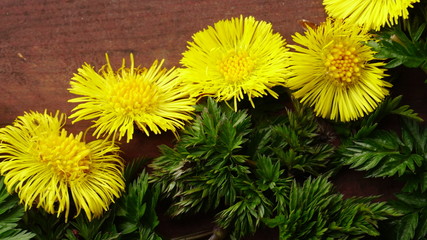 Yellow flowers in green leafy background