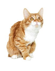 Obraz premium Ginger cat looking