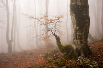 Twisted trees in foggy forest in autumn